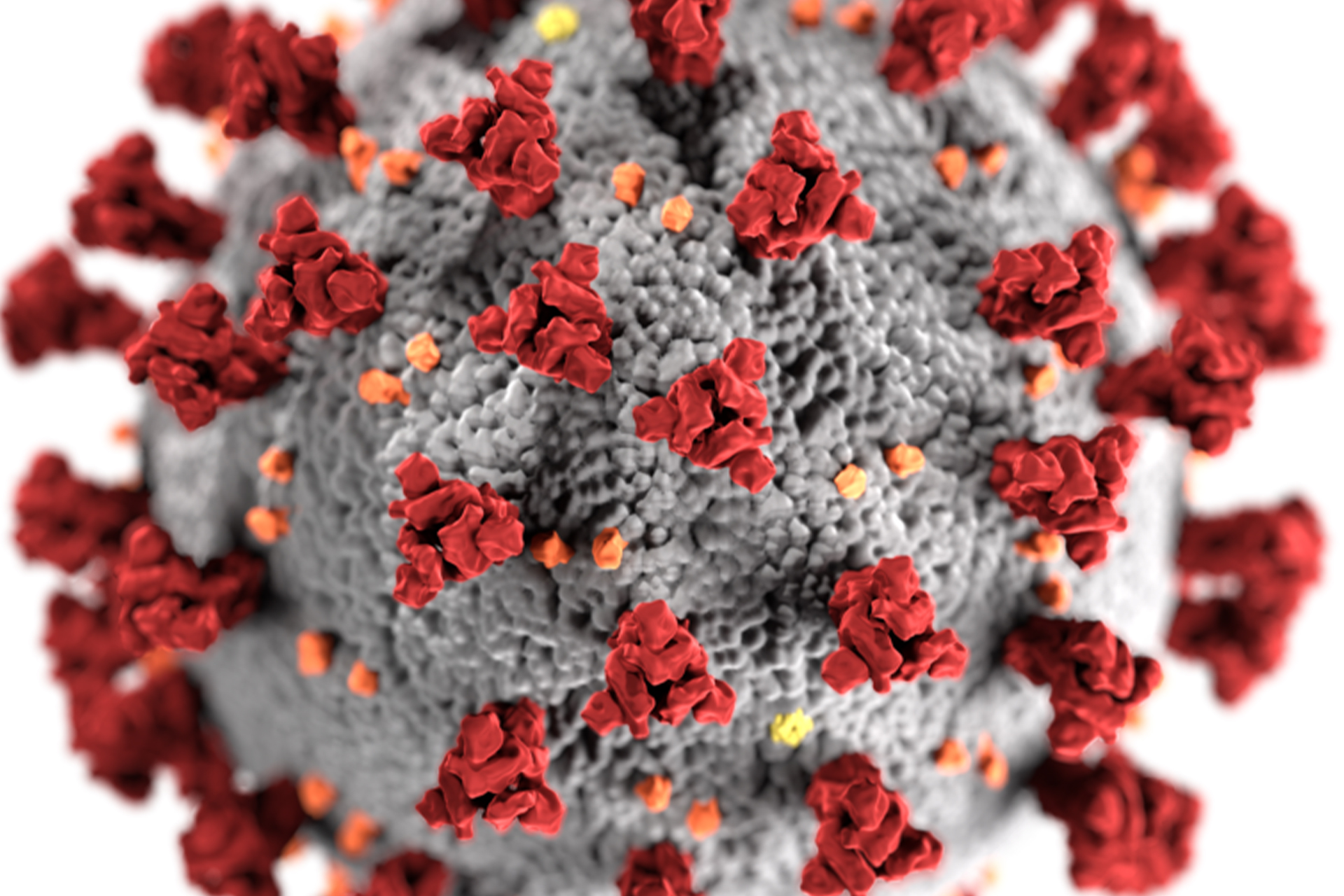 A close-up graphic illustration of the Coronavirus.