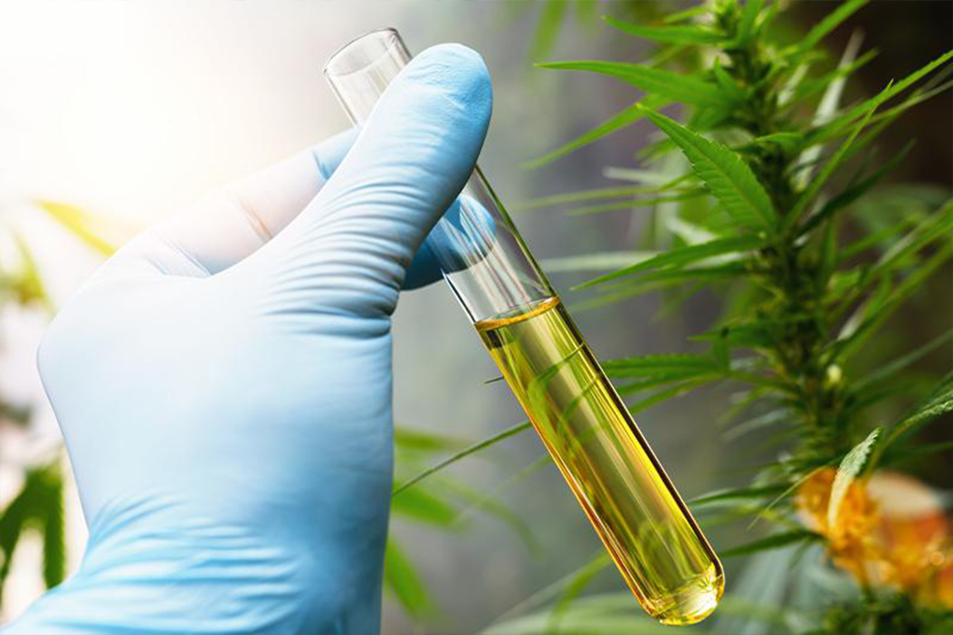 A hand wearing a blue surgical glove holding a vial of CBD Oil with a fresh Marijuana plant in the background.