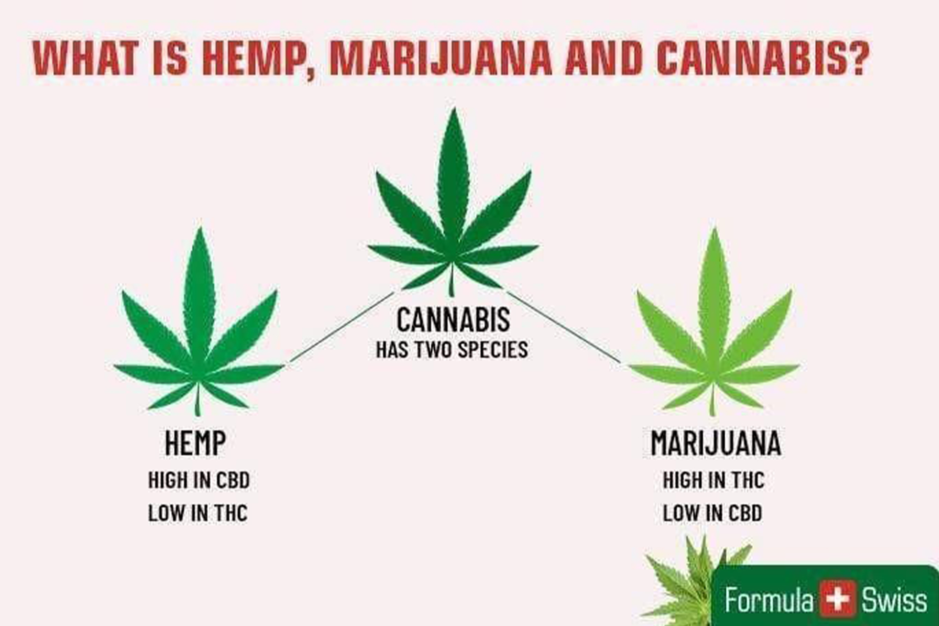 A graphic picture with a Hemp leaf, a Cannabis leaf, and a Marijuana leaf with text asking: What is Hemp, Marijuana, and Cannabis?