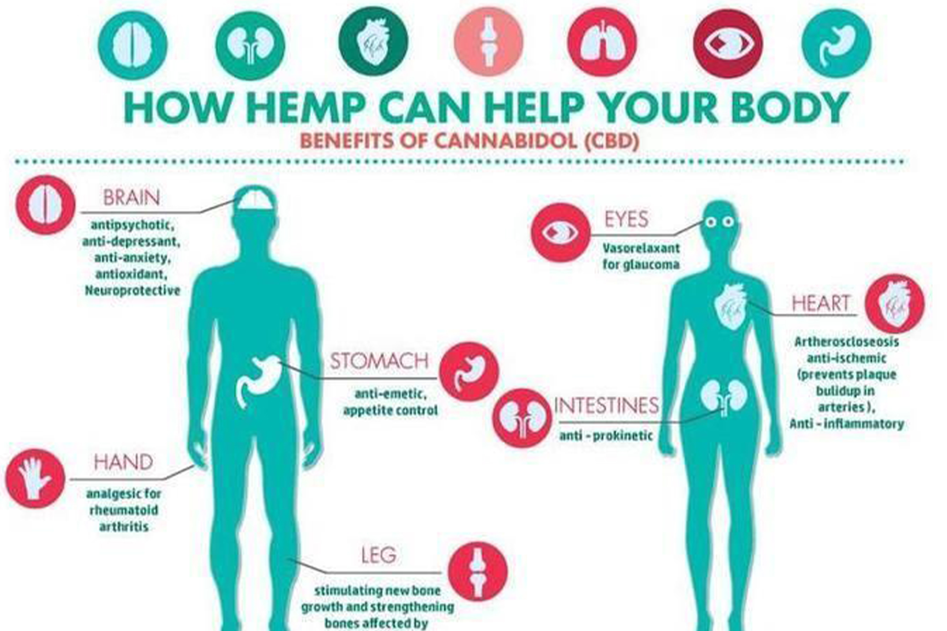 An Infographic describing how Hemp can help your body.