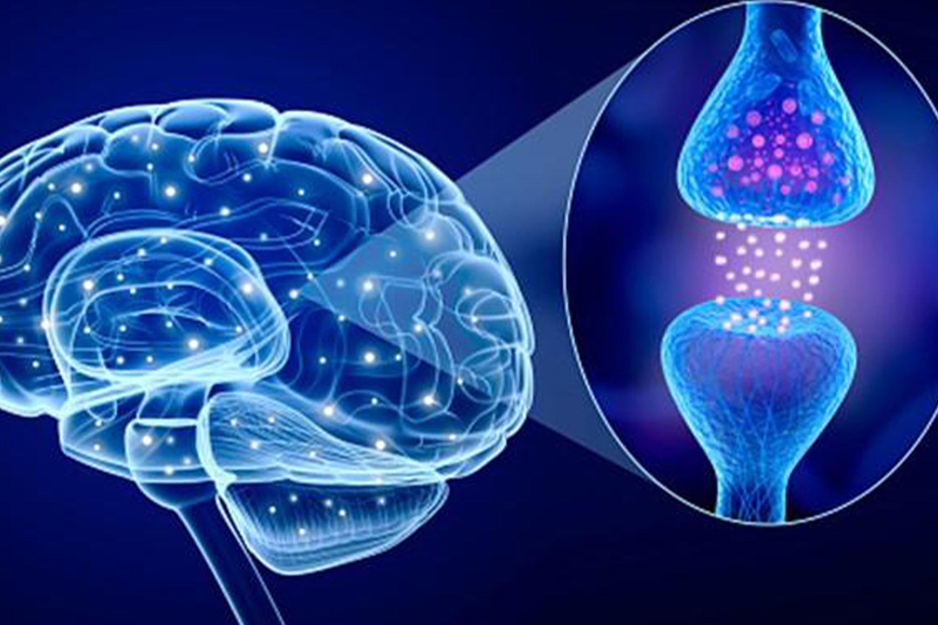 An illustration of a human brain and how it makes connections.