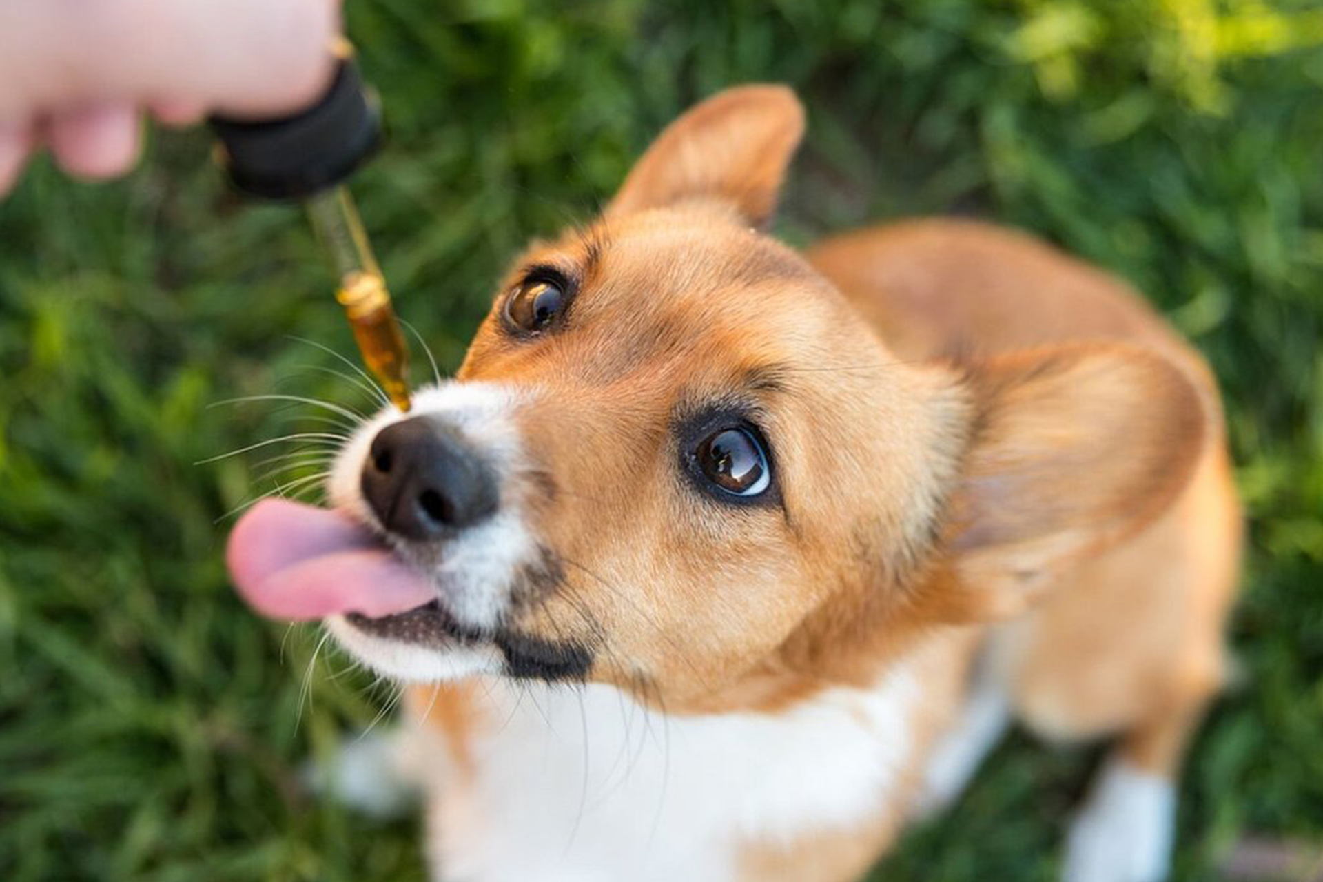 A young Jack Russel puppy waiting to be fed CBD oil from an eyedropper.