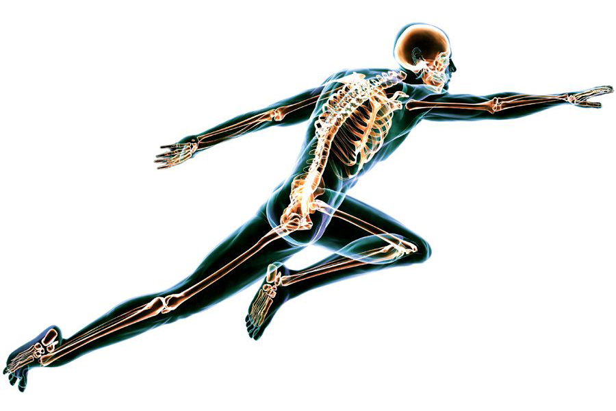 Illustration of the human skeletal system in motion.